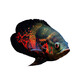 瀚幻地圖魚(yú)黑白地圖魚(yú)豬仔奧圖血麒麟招財(cái)魚(yú)中大型淡水熱帶觀賞魚(yú)活體 黑地圖13-15cm 1條