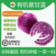 儲褚【有機】紫甘藍 新鮮蔬菜食品生吃沙拉涼拌食材 現摘紫包菜卷心菜 500g/份*3份【營(yíng)養搭配】