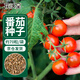 花沃里盆栽小番茄種子約70粒 蔬菜種子紅珍珠小西紅柿陽(yáng)臺盆栽/庭院種植