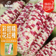 IDEAL理想農業(yè) 花甜糯玉米種子糯黏玉米種籽大全彩糯香高產(chǎn)水果孑超甜