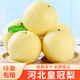 遠達（YUANDA）河北皇冠梨整箱帶箱新鮮水果梨子脆甜多汁當季應季趙縣特產(chǎn) 一級皇冠梨凈重9斤