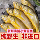 5斤小黃花魚(yú)新鮮冷凍小黃魚(yú)海鮮水產(chǎn)魚(yú)類(lèi)生鮮黃花魚(yú) 5斤（一斤9-12條）