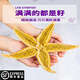 十里饞大海星鮮活3斤【順豐到家】新鮮冷凍海星大海星新鮮五角星海 【完整海星】3斤裝 3斤(凈重)