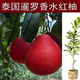 泰國暹羅香水紅柚三紅柚嫁接苗柚子樹(shù)新品種南方種植紅心果樹(shù)大果 暹羅香水紅柚四年苗