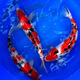 大正三色錦鯉活體觀賞魚淡水魚冷水魚耐活好養(yǎng)金魚錦鯉小魚苗 三色錦鯉18-20cm1條