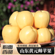 青惠悠山東黃元帥蘋(píng)果粉面沙甜刮泥煙臺金帥冠黃焦香蕉平果棲霞水果整箱 5斤中果【80mm+】