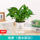 綠有意綠植盆栽多肉花卉盆栽植物室內(nèi)桌面水培綠植辦公室客廳植物懶人 綠蘿（遇水即活）