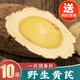 聚和泰岷縣10年野生大片黃芪片精選黃芯炙黃氏北芪當(dāng)歸黨參泡酒料中藥材 【真空包裝】10年野生黃芪250克