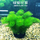 魚缸活體水草造景淡水植物水族箱裝飾真草水下中后景自動沉底 墨綠色 綠菊坨草