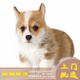 夢(mèng)茜兒（MEXEMINA）純種威爾士雙色柯基幼犬活體寵物狗狗雙血統(tǒng)三色柯基犬小短腿狗狗 寵物級(jí) 精品款 公