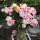 十色沙漠玫瑰十年以上特大老樁四季開(kāi)花多肉植物室內陽(yáng)臺喜陽(yáng)綠植 白色十五年老樁帶花苞粗14-17CM 帶盆栽好