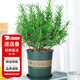 花翁迷迭香盆栽植物用西餐牛排室外陽(yáng)臺(tái) 迷迭香小盆+加侖盆源頭直發(fā)