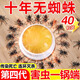 骉祥蜘蛛專用藥殺蟲劑家用非無毒神器室內(nèi)外驅(qū)除消滅紅蜘蛛蜈蚣克星y 【1盒8個(gè)裝】害蟲一鍋端