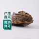 【扭扭鮑】鮮活中鮑魚(yú)1只（14-16頭/500g）