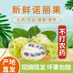 新鮮諾麗果10斤鮮果海南諾麗果新鮮水果諾尼果稀有做酵素煮水燉湯 2斤 精選大果