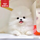 京狼圖騰雙血統(tǒng)純種博美幼犬寵物狗狗博美犬活體小型犬茶杯犬活體長不大 血統(tǒng)級(jí) 2