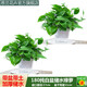 思蘭綠蘿盆栽大盆景室內(nèi)新房吸除甲醛鮮活綠植物花卉長藤大葉綠籮批發(fā) 180大純白盆儲水綠蘿【2盆】2肥