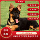 蒂瑞科純種德牧幼犬弓背黑背德國(guó)牧羊犬活體大型狼狗獵犬寵物狗 血統(tǒng)級(jí)