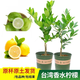 咯咚四季無(wú)籽香水檸檬樹(shù)苗可食用檸檬南北方陽(yáng)臺種植當年結果水果苗子 冰鎮檸檬茶/美容/釀酒【香水檸檬 3年苗【當年少量結果】養死