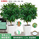 綠韻花田【兩小時達】步步高發(fā)財樹盆栽植物室內(nèi)大型植物客廳開業(yè)公司門口 平安樹一對