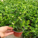 珊瑚豆珊瑚櫻看櫻桃盆栽冬珊瑚室內(nèi)陽臺(tái)吉慶果開花觀果四季果植物 小苗多分支