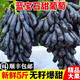 阿樹尚【順豐速運】新鮮藍寶石金手指葡萄 無籽葡萄 新鮮水果禮盒 精選4斤裝