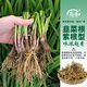 壽禾 蔬菜苗活苗帶土發(fā)貨大全菜苗種苗秋冬各種秧苗山東壽光苗子陽臺 [紫色不明顯]紫根韭菜根苗300棵+3包50g肥