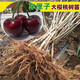 正宗車(chē)厘子樹(shù)苗嫁接櫻桃樹(shù)苗庭院地栽盆栽南方北方種植耐寒櫻桃苗 3年櫻桃苗明年結果