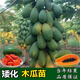 大青紅肉水果木瓜苗冰糖矮木瓜苗矮化紅心木瓜苗四季南方種植常綠 大青紅肉水果木瓜苗1棵50-70厘米 木瓜苗