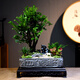 自然空間黑骨茶盆栽禮品 風(fēng)山四方漢磚叢林紫檀+馬+小拱橋+250座 源頭直發(fā)