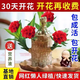 巴西木幸運開花帶芽巴坦木盆財神格魯特盆栽客廳水培植物 紅色花巴西木+蓮花盆+格魯特+營 含盆