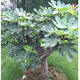 無(wú)花果樹(shù)苗 當(dāng)年結(jié)果 地栽盆栽果樹(shù)苗南方北方庭院陽(yáng)臺(tái)種植室內(nèi)外紅心 波姬紅無(wú)花果苗 無(wú)花果主干3厘米 不含盆