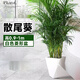 中夢(mèng)散尾葵植物盆栽客廳大型綠植室內辦公室鳳尾竹盆景天堂鳥(niǎo)花卉 散尾葵高0.9-1米+白色菱形盆