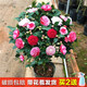 盆栽茶花苗 四季香妃茶花盆栽帶花苞濃香型庭院室內好養赤丹樹(shù)苗花卉植物觀(guān)賞花卉 當年開(kāi)花耐寒花卉 赤單茶花 4年苗帶花苞發(fā)貨