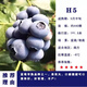 CHUANGSHIJI兔眼藍莓苗北方南方種植果樹(shù)苗盆栽地栽苗發(fā)貨帶土藍梅苗 H5品種4年苗【當年結果苗】 40cm(含)-50cm(不含)
