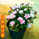 帶花苞日本姬月季盆景四季開(kāi)花姬紫薇姬乙女迷你微型月季桌面盆栽易活辦公室內花卉姬薔薇姬迷你好養觀(guān)花 1盆日本姬月季帶花苞/一年苗/具體大小看產(chǎn)品描述哦