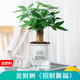 綠有意綠植盆栽多肉花卉盆栽植物室內桌面水培綠植辦公室客廳植物懶人 發(fā)財樹(shù)（招財聚福）
