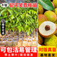 芥圃荔枝苗嫁接苗 官方旗艦 廣西荔枝樹(shù)苗南方種植可長(cháng)10年大樹(shù)果樹(shù)苗 妃子笑荔枝 【帶土帶葉發(fā)貨】 3年苗 高度：70-100cm