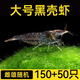逸樂寵黑殼蝦除藻清潔工具蝦大號去綠藻黑藻去苔寵物蝦魚活體飼料觀賞蝦 大號黑殼蝦雌雄隨機150只+50防損