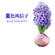 水培風(fēng)信子種球濃香型花卉室內(nèi)外陽臺種植耐寒風(fēng)信子植物 藍(lán)色
