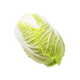 趣嘗鮮有機(jī)大白菜1.6斤 1號會員店 源頭直發(fā)