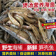 七葉島筍殼魚潮汕狗母魚鮮活冷凍新鮮海魚海鮮水產(chǎn)虎頭魚煲湯小海魚500g