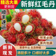 果坊情順豐空運(yùn)海南進(jìn)口紅毛丹新鮮水果毛荔枝孕婦當(dāng)季熱帶水果現(xiàn)摘 1斤