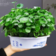 綠有意帶葉銅錢草水培植物辦公室內(nèi)盆栽客廳桌面綠植花卉趣味水養(yǎng)金錢草 茂盛銅錢草【1盆青山盆】 含盆