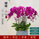 佳妍【2小時達】蝴蝶蘭盆栽真花520情人節(jié)喬遷送禮源頭直發(fā)8株紫色
