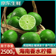 裕農叔香水檸檬【順豐/JD】海南新鮮水果無(wú)籽小青檸青桔皮薄多汁應季 凈重1500g