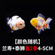 金魚（Jinyu）【精品高質(zhì)】蘭壽金魚淡水錦鯉觀賞魚國粹耐活好養(yǎng) 蘭壽+泰獅各2條4-5CM