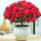 花友中夢(mèng)杜鵑花盆栽紅杜鵑花樹(shù)苗老樁花卉室內客廳植物陽(yáng)臺 大棵紅杜鵑(大白豎紋陶瓷盆)