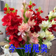 【耐寒】重瓣晚香玉盆栽花卉濃香型庭院室內(nèi)耐寒耐旱植物當(dāng)年開(kāi)花 混色：買10顆送15顆+盆+肥+彩石 限世搶購(gòu)：僅剩6份