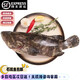 鯨零島石斑魚(yú)鮮活速凍鎖鮮龍膽石斑魚(yú)活凍東星斑 1.5斤左右/1只龍膽石斑魚(yú)